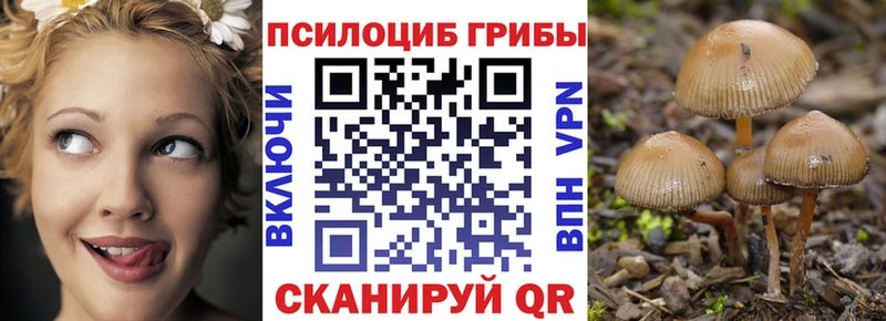 Купить где  Дубна  Псилоцибиновые грибы Psilocybine cubensis 