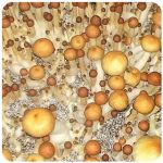 Псилоцибиновые (галлюциногенные)  грибы Psilocybin "Golden Teacher" в Дубне
