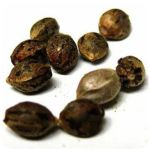 Семена марихуаны АК-47  (Seeds AK-47) в Дубне